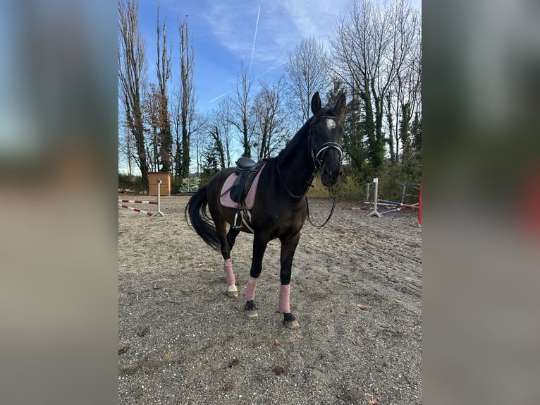 KWPN Wallach 12 Jahre 170 cm Dunkelbrauner in Köflach