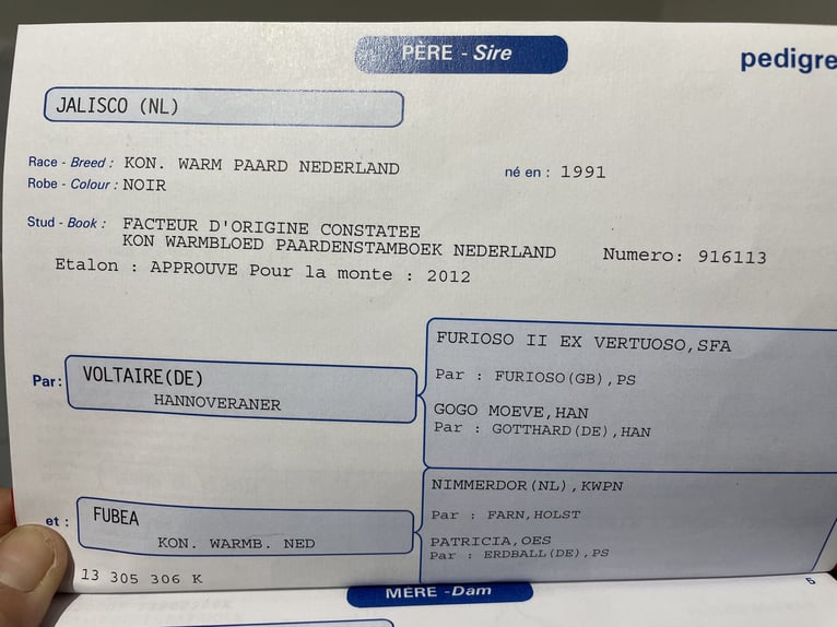 KWPN Wallach 12 Jahre 170 cm Dunkelbrauner in Saint Côme et Maruejols