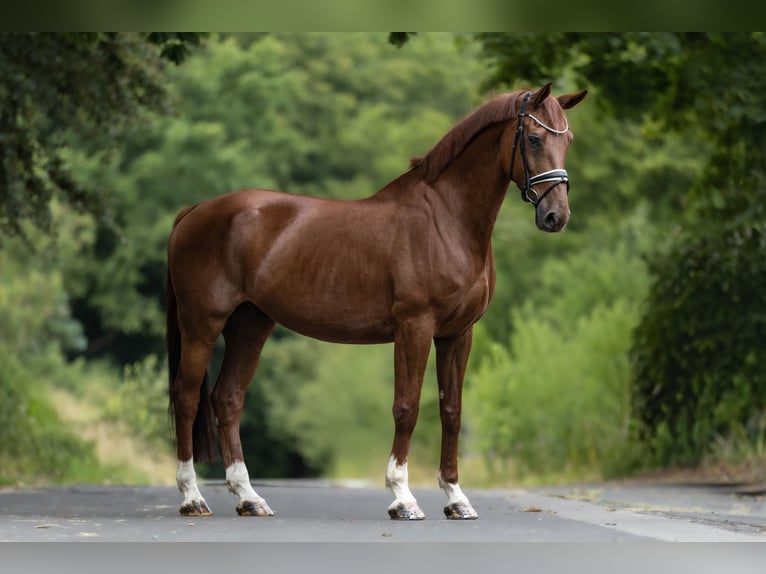KWPN Wallach 12 Jahre 170 cm Fuchs in Windhagen