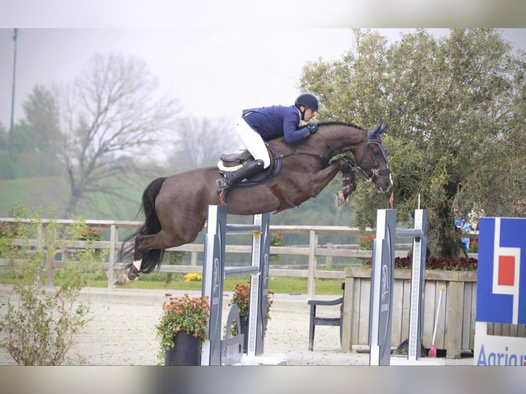 KWPN Wallach 12 Jahre 170 cm Rappe in Kjellerup