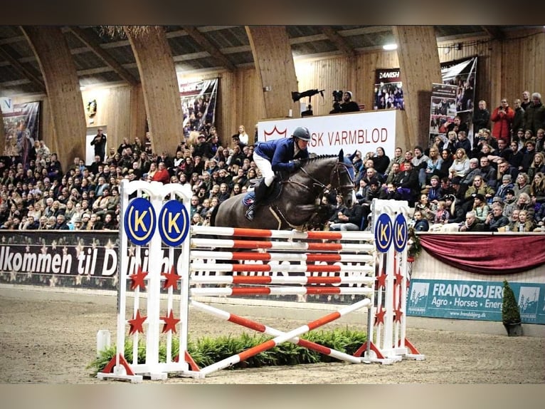 KWPN Wallach 12 Jahre 170 cm Rappe in Kjellerup