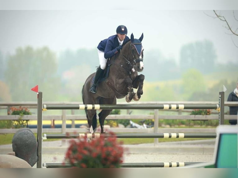 KWPN Wallach 12 Jahre 170 cm Rappe in Kjellerup