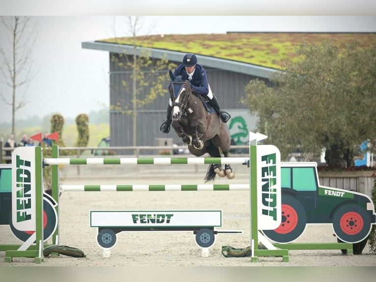 KWPN Wallach 12 Jahre 170 cm Rappe in Kjellerup