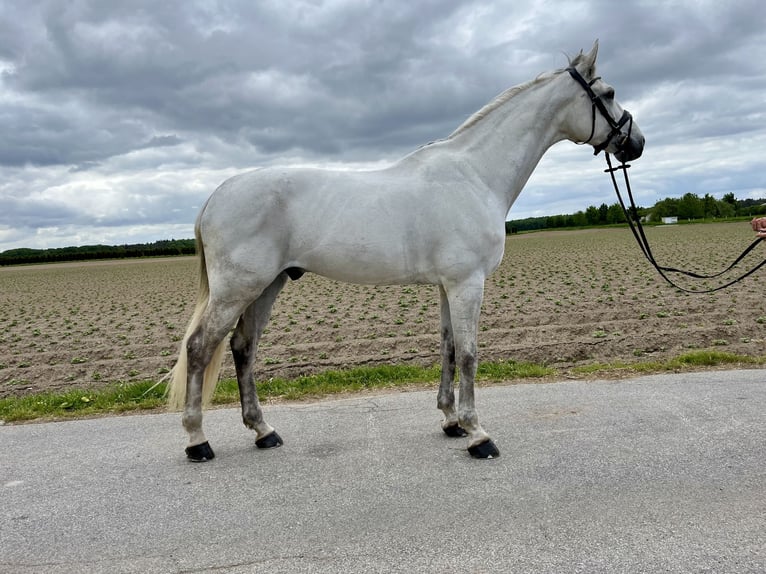 KWPN Wallach 12 Jahre 170 cm Schimmel in Schwalmtal