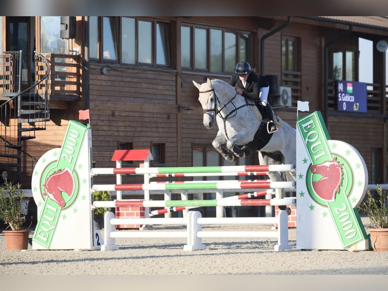 KWPN Wallach 12 Jahre 170 cm Schimmel in T&#xF6;k