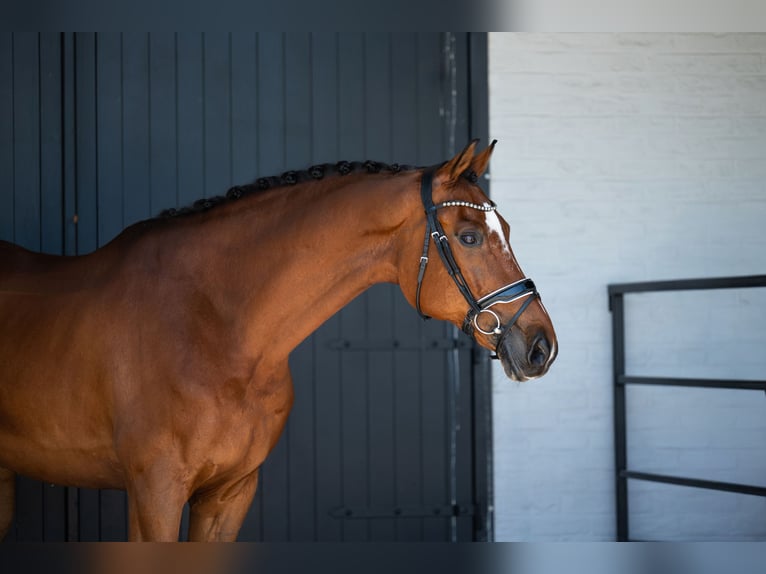 KWPN Wallach 12 Jahre 172 cm Rotbrauner in Mol