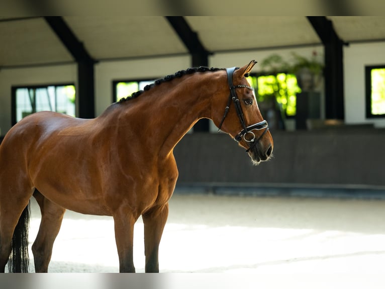 KWPN Wallach 12 Jahre 172 cm Rotbrauner in Mol