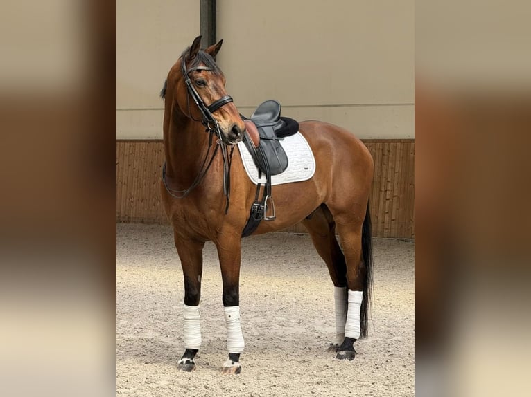 KWPN Wallach 12 Jahre 173 cm Brauner in Bree