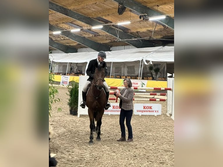 KWPN Wallach 12 Jahre 173 cm Brauner in Vries