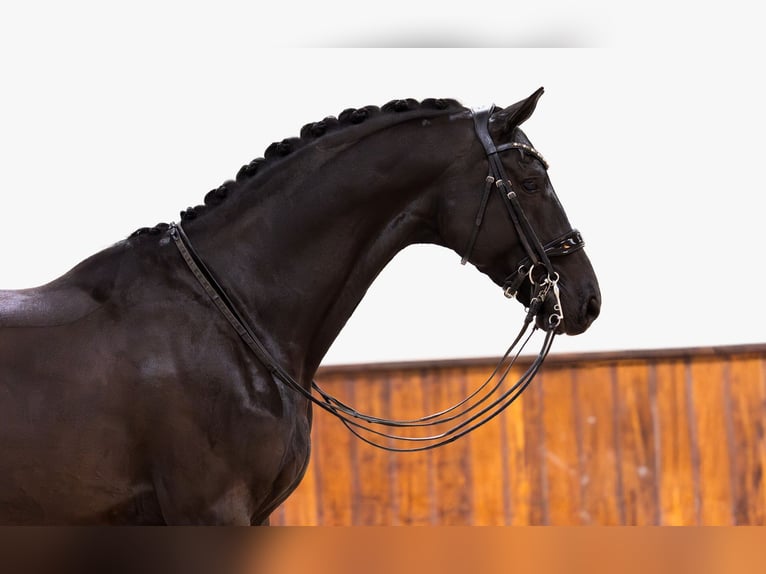 KWPN Wallach 12 Jahre 173 cm Rappe in Kwadijk