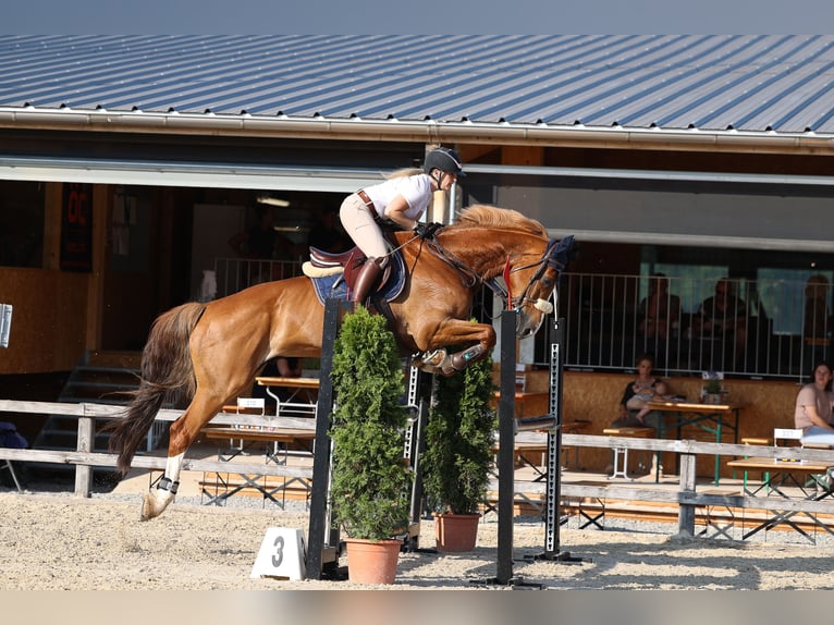 KWPN Wallach 12 Jahre 174 cm Fuchs in Ettiswil