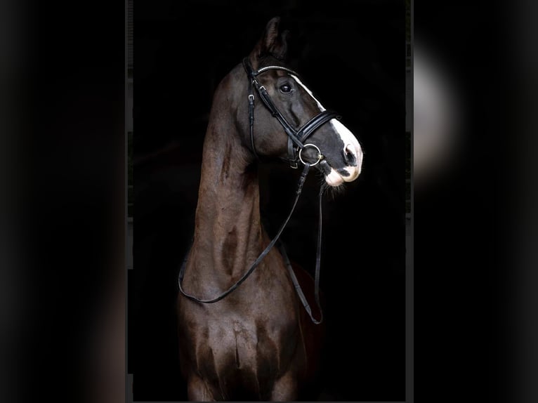 KWPN Wallach 12 Jahre 174 cm Rappe in Glinik
