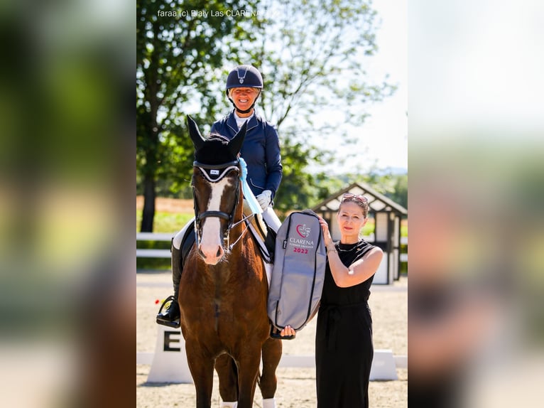 KWPN Wallach 12 Jahre 174 cm Rappe in Glinik