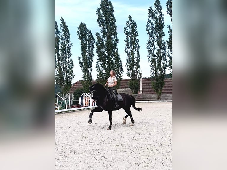 KWPN Wallach 12 Jahre 174 cm Rappe in Glinik