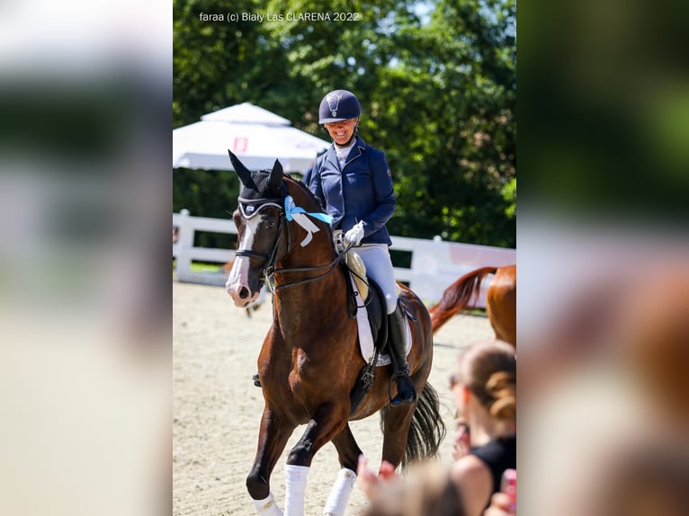 KWPN Wallach 12 Jahre 174 cm Rappe in Glinik
