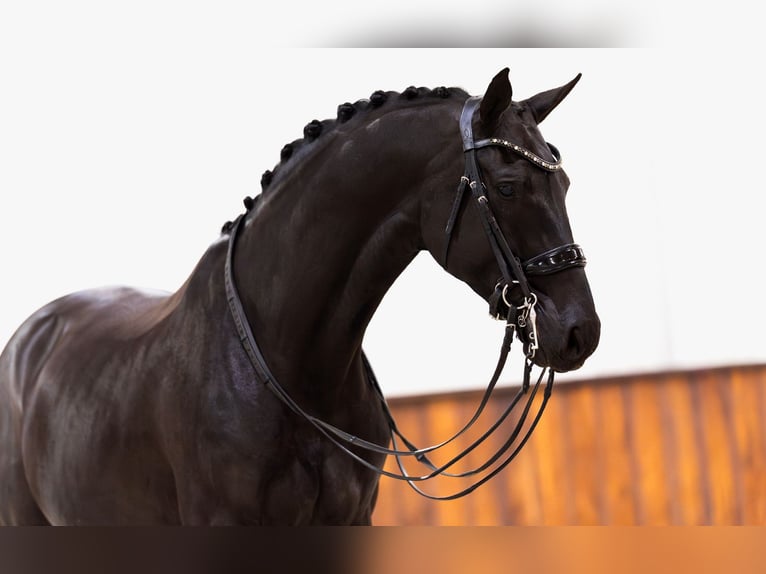 KWPN Wallach 12 Jahre 174 cm Rappe in Kwadijk
