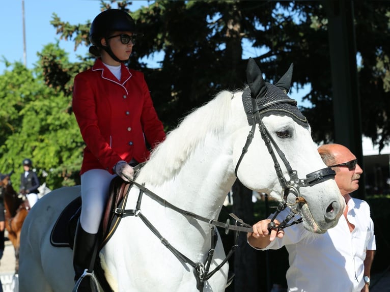 KWPN Wallach 12 Jahre 174 cm Schimmel in Ravazd