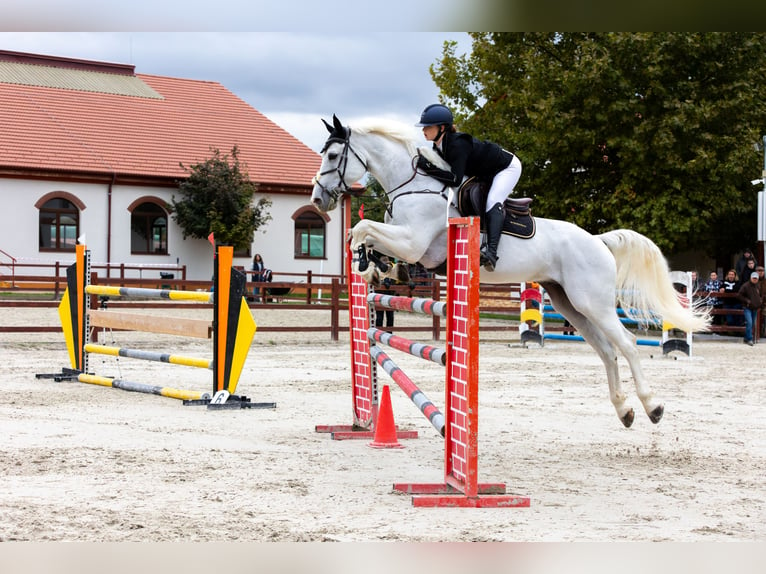 KWPN Wallach 12 Jahre 174 cm Schimmel in Ravazd