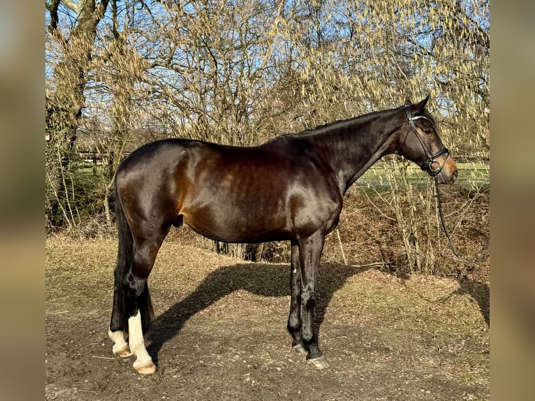 KWPN Wallach 12 Jahre 174 cm Schwarzbrauner in Hilden