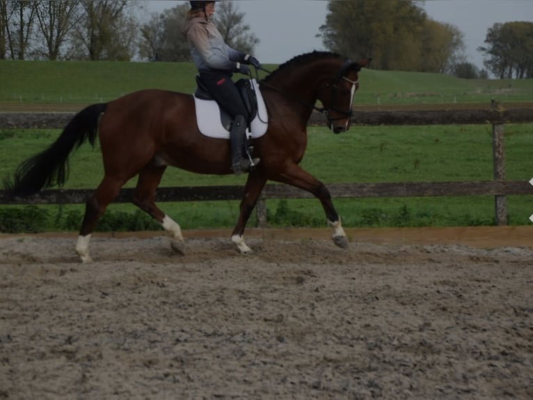 KWPN Wallach 12 Jahre 175 cm Brauner in Brakel