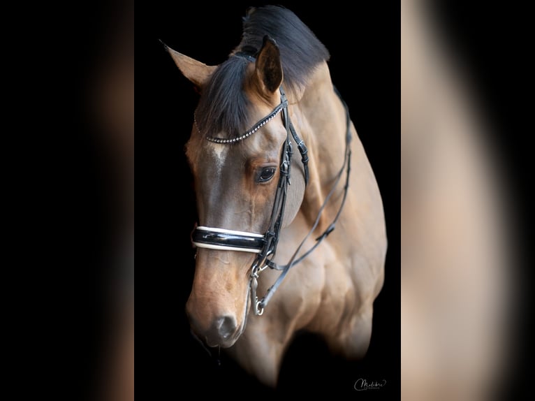 KWPN Wallach 12 Jahre 175 cm Brauner in Grote-Brogel