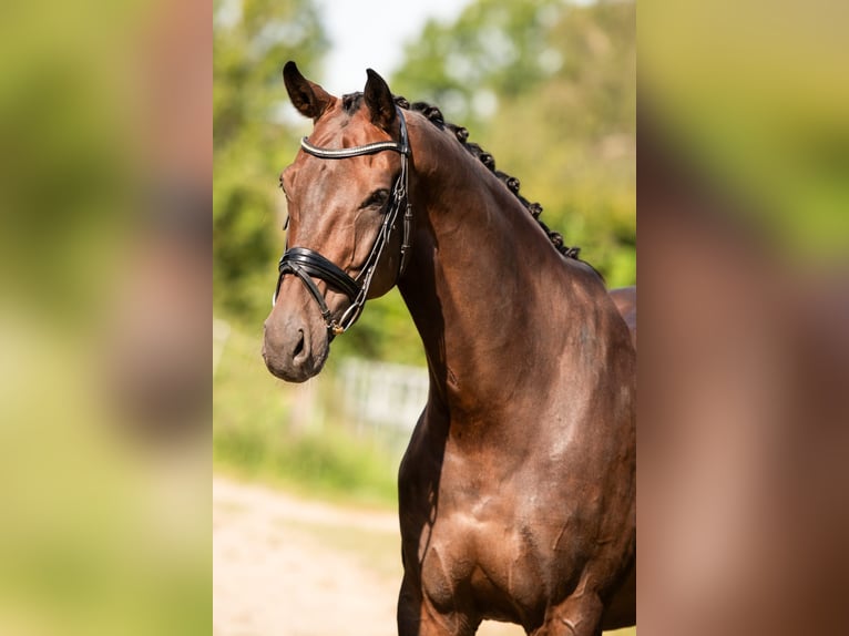 KWPN Wallach 12 Jahre 175 cm Dunkelbrauner in Bodegraven Bodegraven