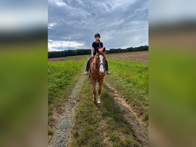KWPN Wallach 12 Jahre 175 cm Fuchs in Badersdorf