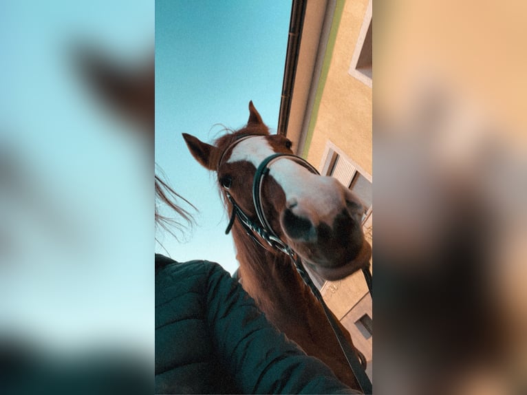 KWPN Wallach 12 Jahre 175 cm Fuchs in Badersdorf