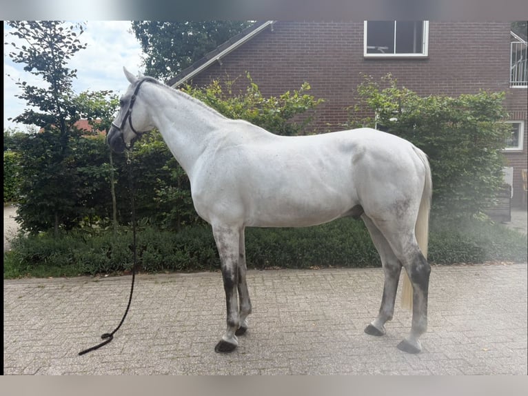 KWPN Wallach 12 Jahre 175 cm Schimmel in De Mortel