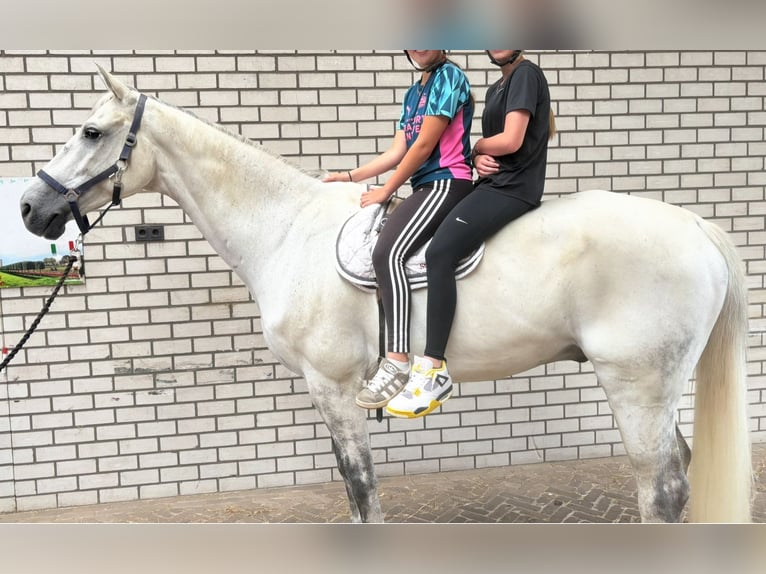 KWPN Wallach 12 Jahre 175 cm Schimmel in De Mortel