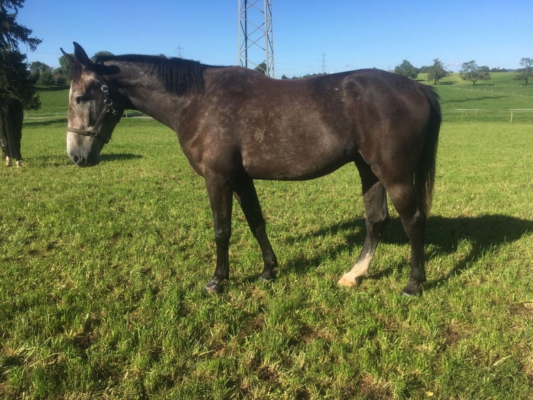 KWPN Wallach 12 Jahre 175 cm Schimmel in Thayngen