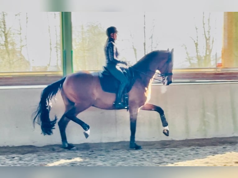 KWPN Wallach 12 Jahre 176 cm Brauner in Rees