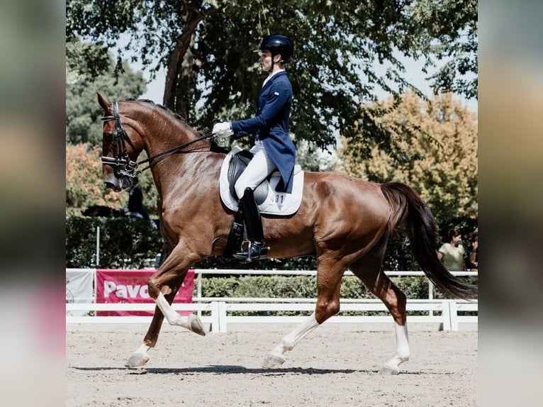 KWPN Wallach 12 Jahre 176 cm Fuchs in Madrid