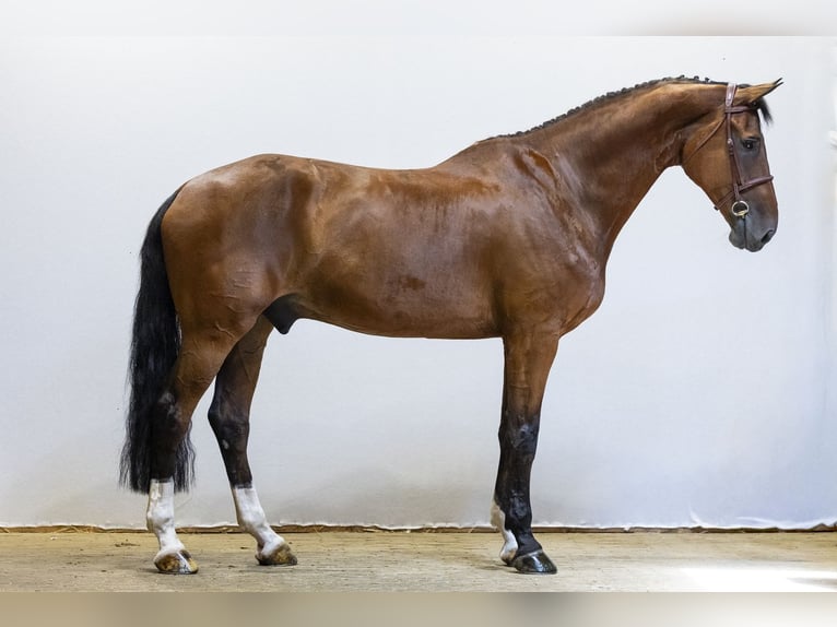 KWPN Wallach 12 Jahre 178 cm Brauner in Waddinxveen