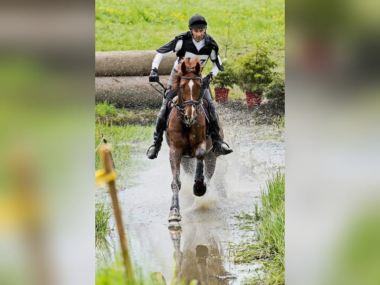 KWPN Wallach 12 Jahre 179 cm Fuchs in Moosach