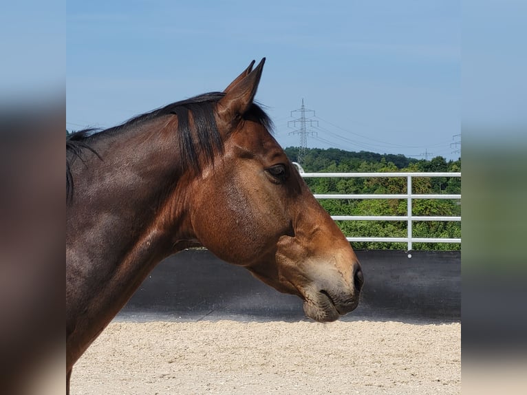 KWPN Wallach 12 Jahre in Ehningen