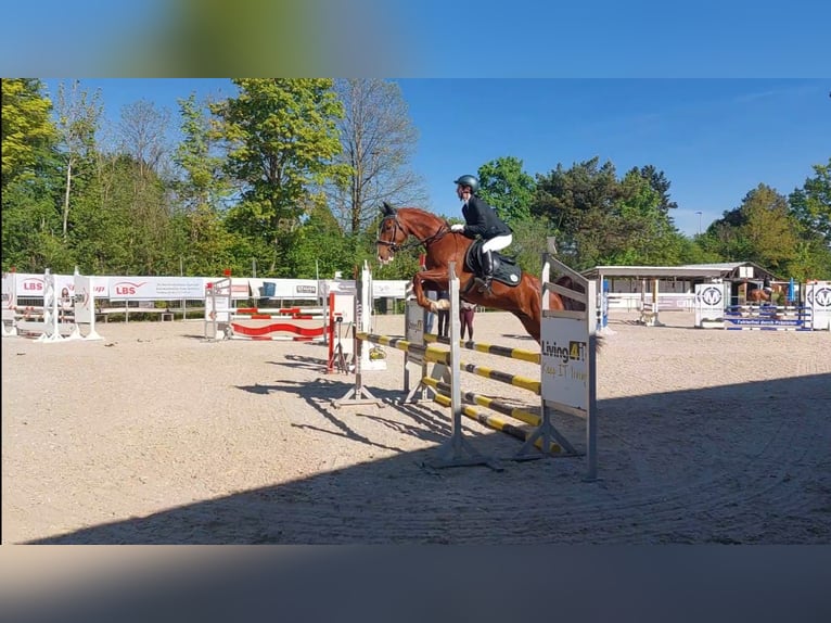 KWPN Wallach 13 Jahre 155 cm Fuchs in Haigerloch