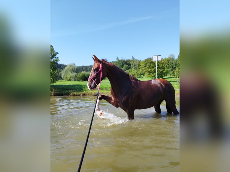 KWPN Wallach 13 Jahre 155 cm Fuchs in Haigerloch