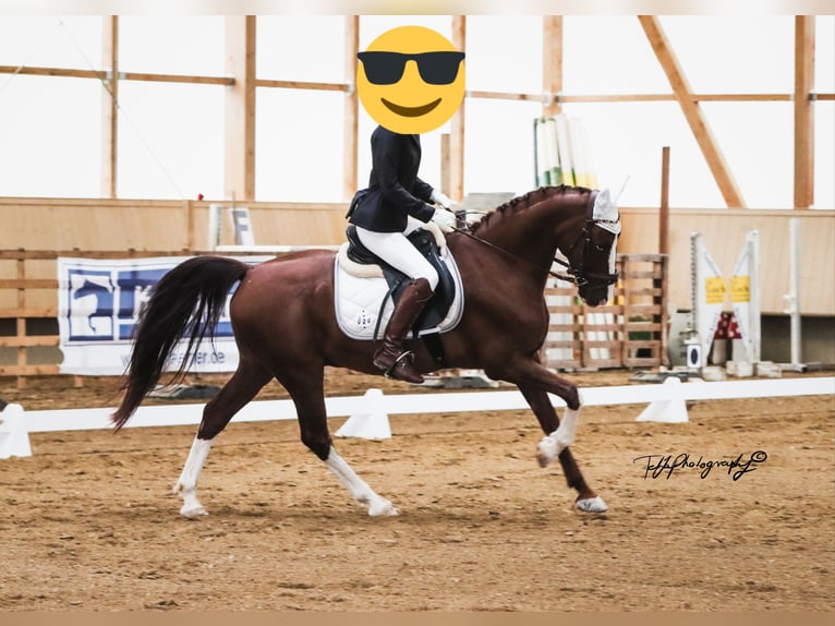 KWPN Wallach 13 Jahre 155 cm Fuchs in Haigerloch