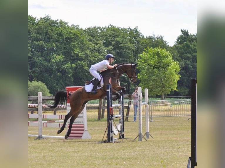 KWPN Wallach 13 Jahre 157 cm Brauner in Neustadt-Glewe
