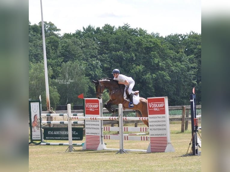 KWPN Wallach 13 Jahre 157 cm Brauner in Neustadt-Glewe