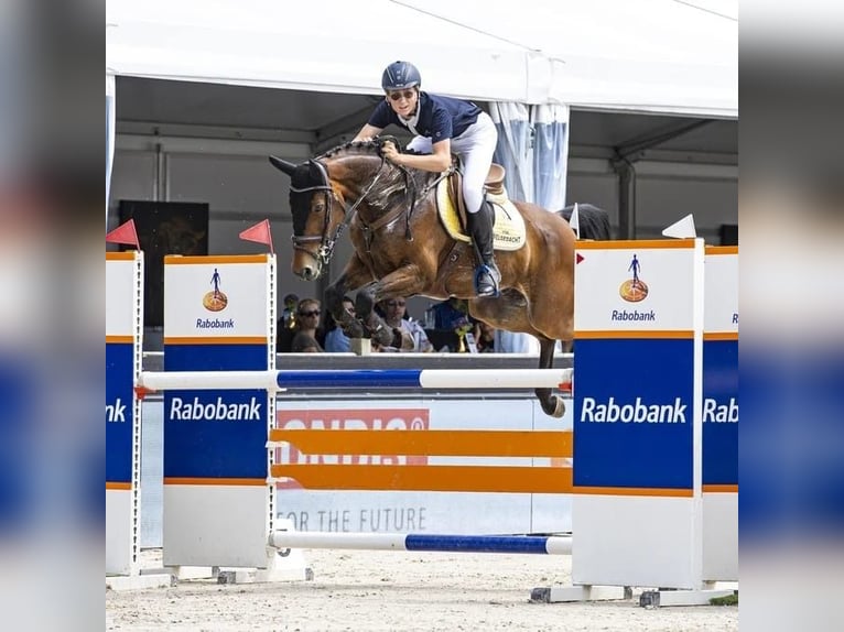 KWPN Wallach 13 Jahre 157 cm Brauner in Neustadt-Glewe