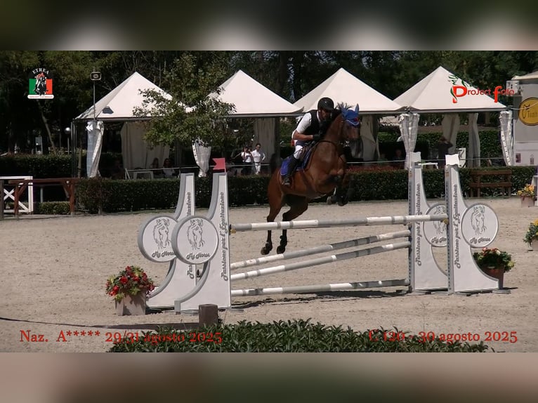 KWPN Wallach 13 Jahre 158 cm Brauner in truccazzano