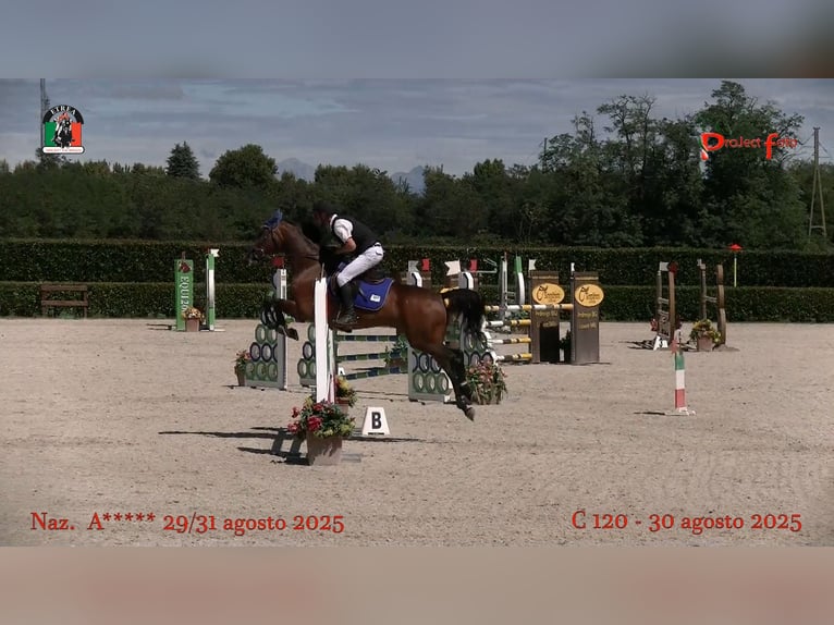 KWPN Wallach 13 Jahre 158 cm Brauner in truccazzano