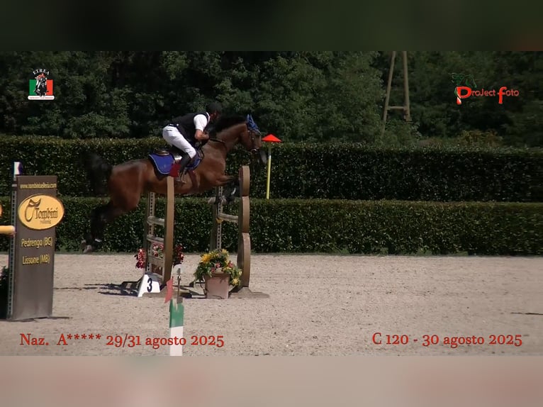 KWPN Wallach 13 Jahre 158 cm Brauner in truccazzano