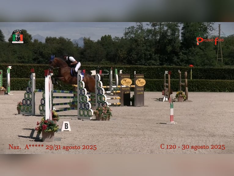 KWPN Wallach 13 Jahre 158 cm Brauner in truccazzano