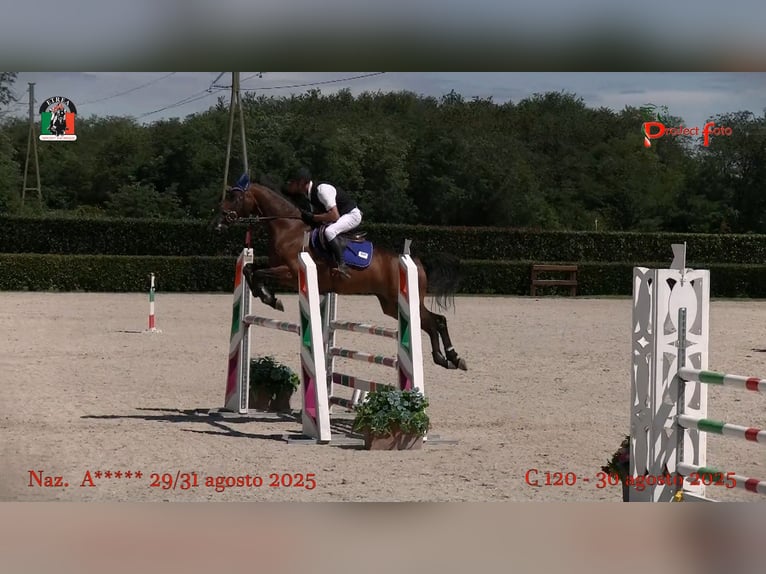 KWPN Wallach 13 Jahre 158 cm Brauner in truccazzano