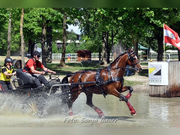 KWPN Wallach 13 Jahre 162 cm Brauner in Lembach