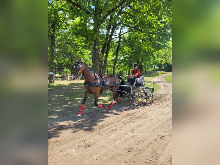 KWPN Wallach 13 Jahre 162 cm Brauner in Lembach