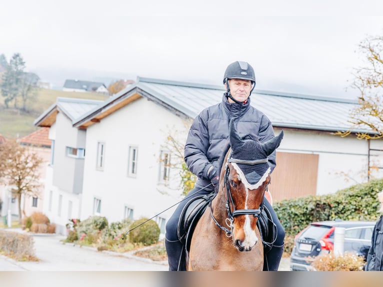 KWPN Wallach 13 Jahre 162 cm Brauner in Lembach
